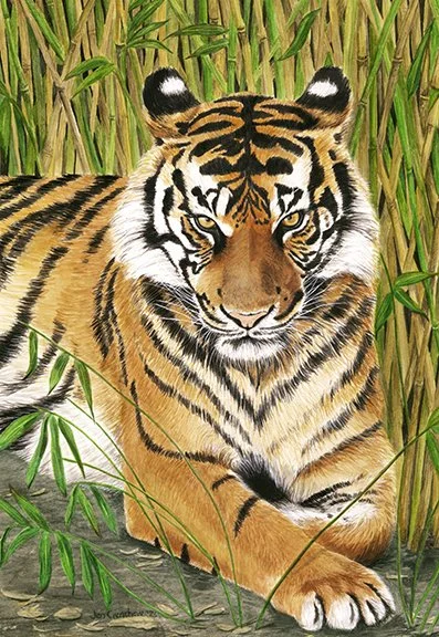 Jen Crenshaw, "Bengal Tiger," gouache