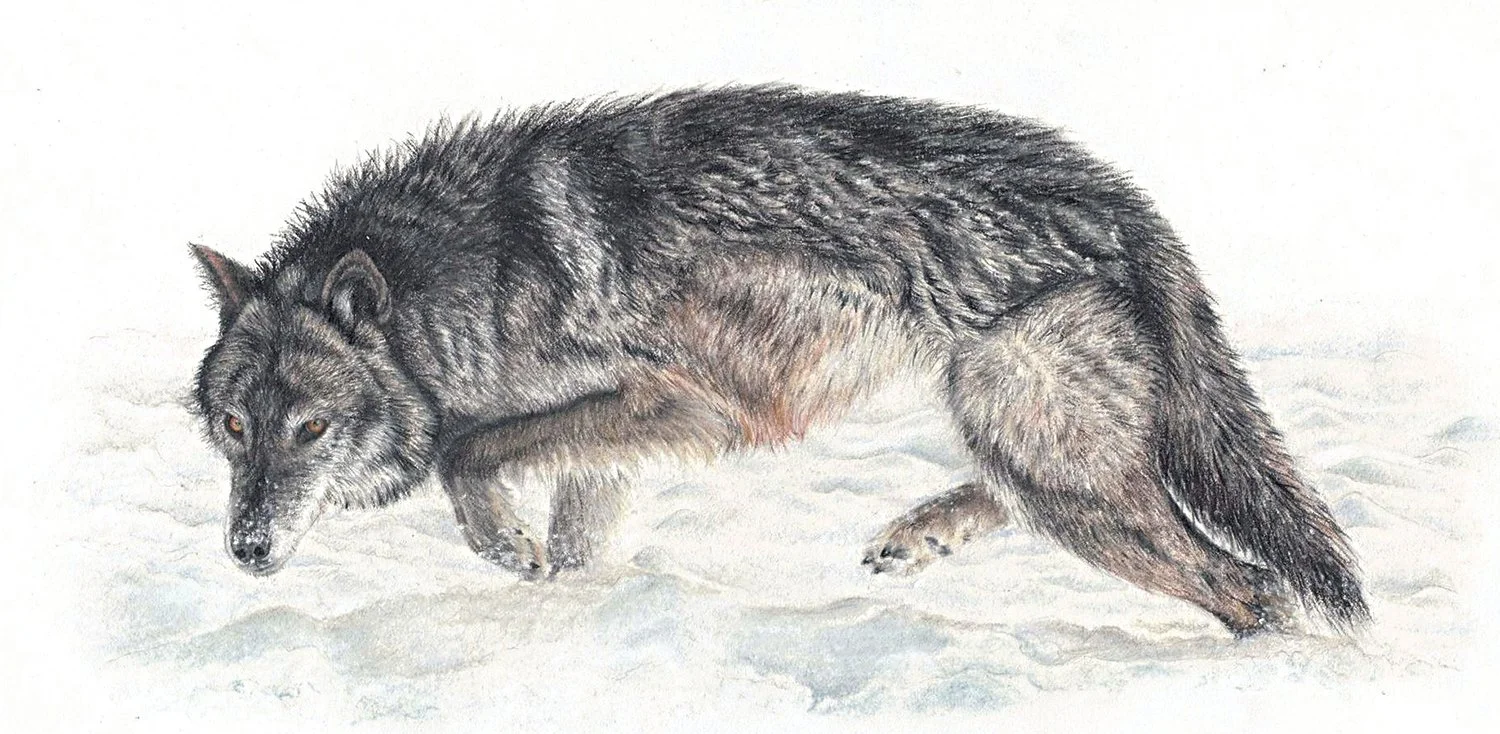 Coline Haxaire
Black Wolf, pastel 