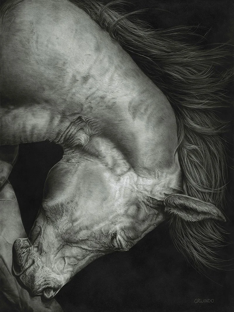 Charcoal and graphite drawing titled "Take a Bow" by Crystal Orlando, depicting a close-up, top-down view of a horse's head and neck.