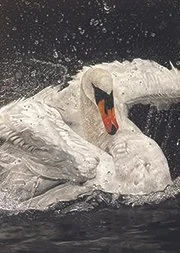 Special Merit: Carina Imbrogn,
"Odette the Balet Swan," pastel