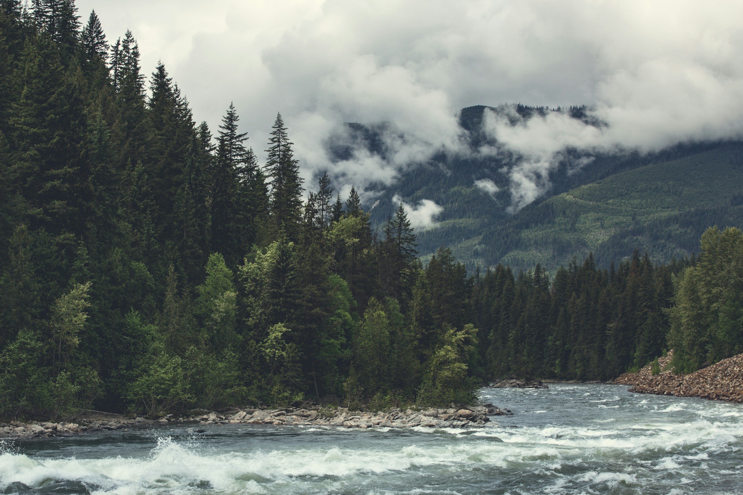Perimenopause, Puberty, and the Art of Survival