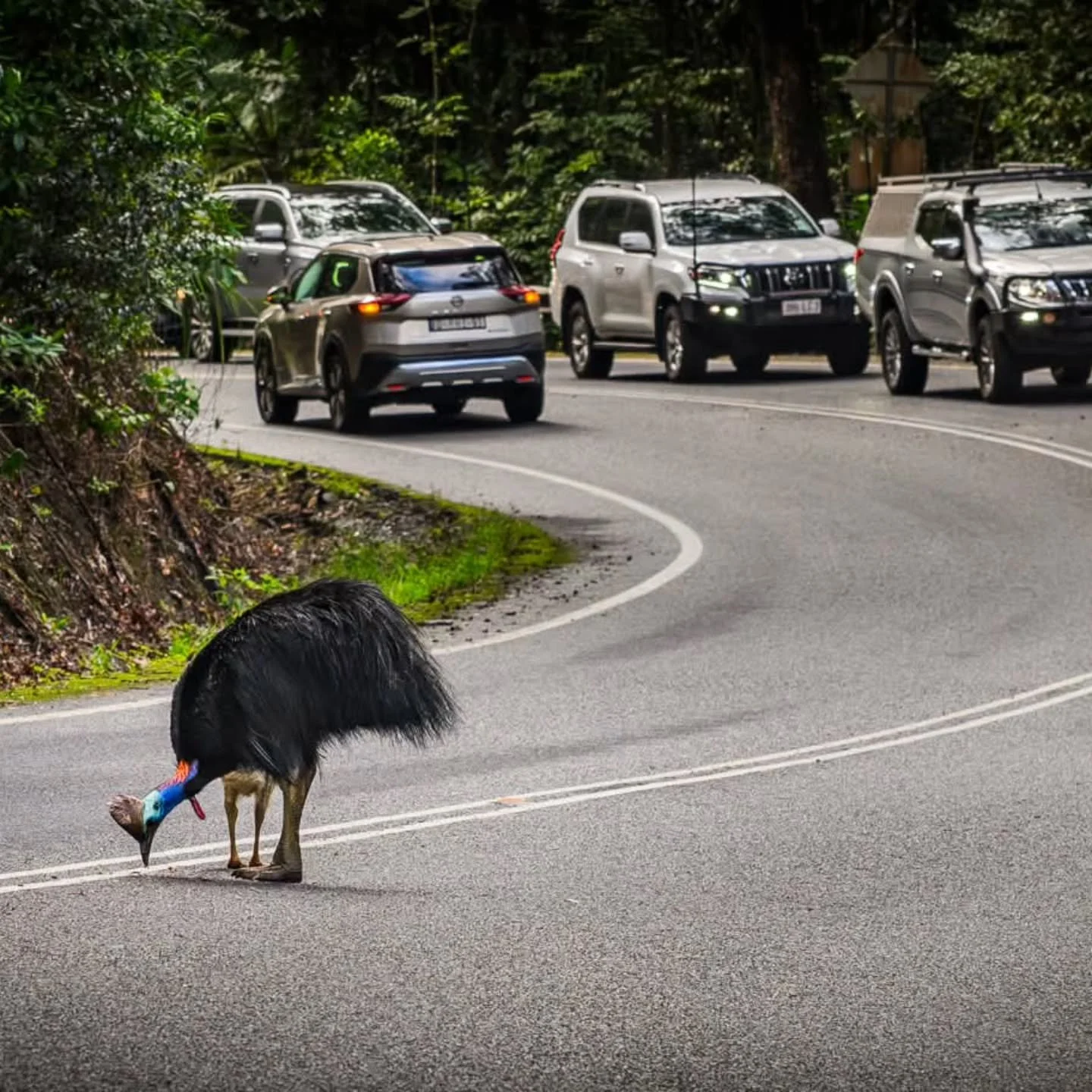 Thank you @stevecookephotography for this stunning shot on the Kuranda range. 
This is definitely a highlight for tourists and locals.  Cassowaries are honestly the weirdest but most incredible of creatures🤣. It really is like watching something pre