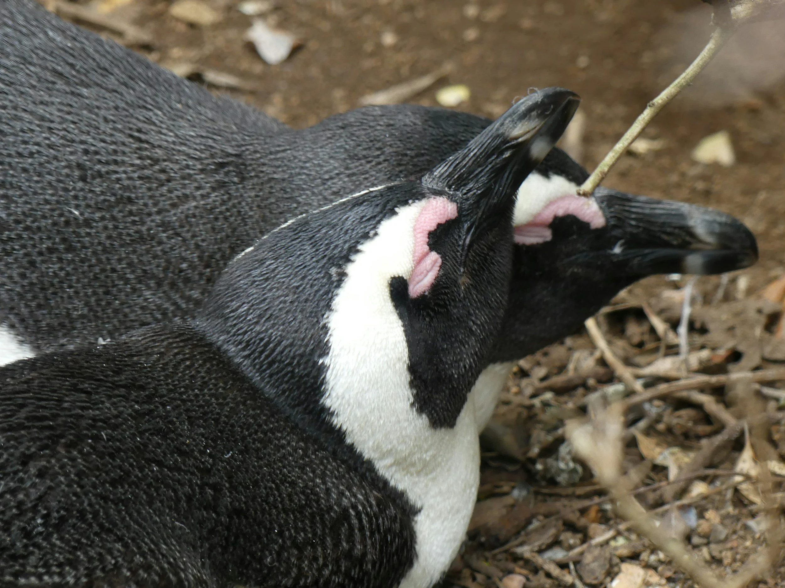 Penguins sharing the family load