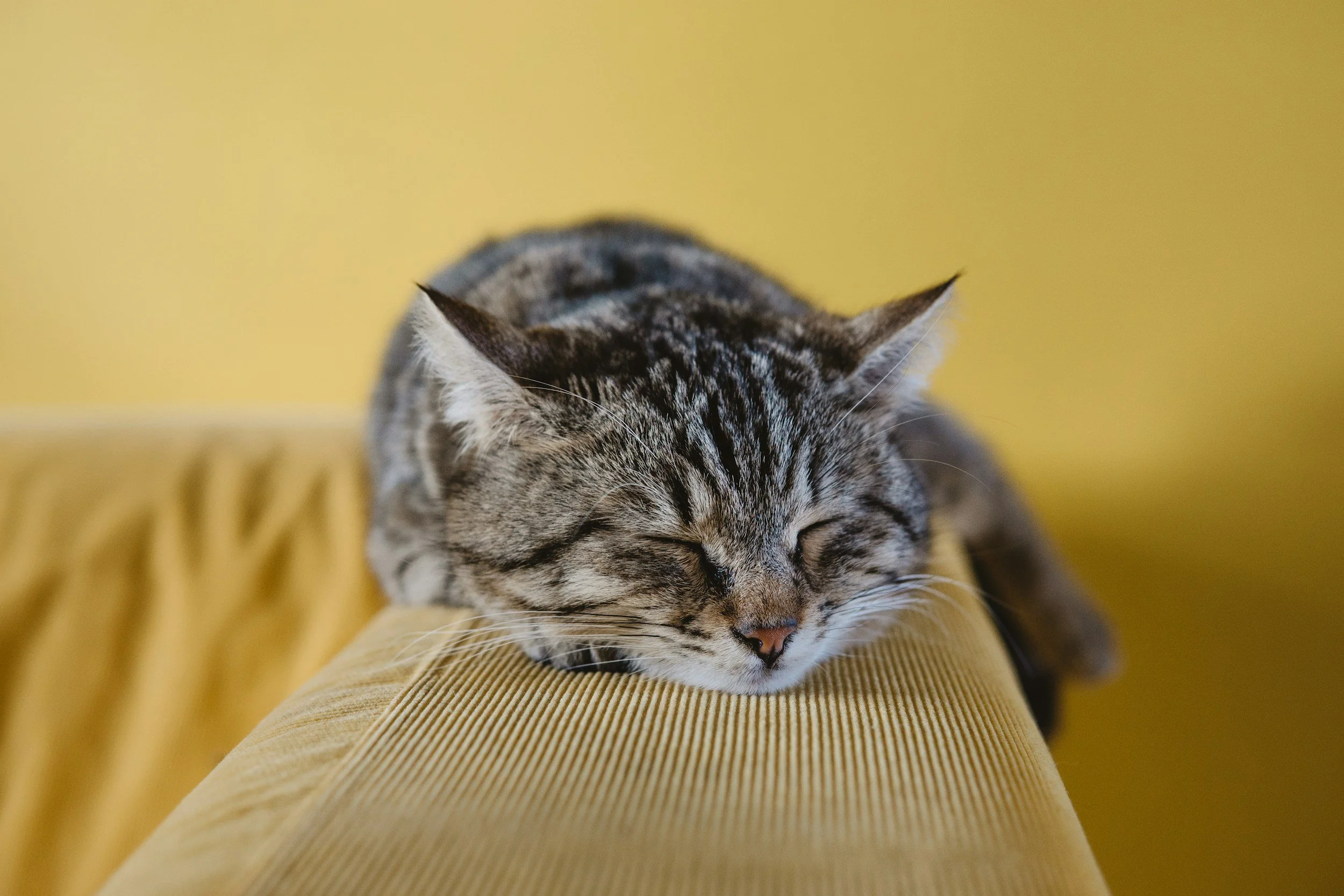 A good night sleep simply healing