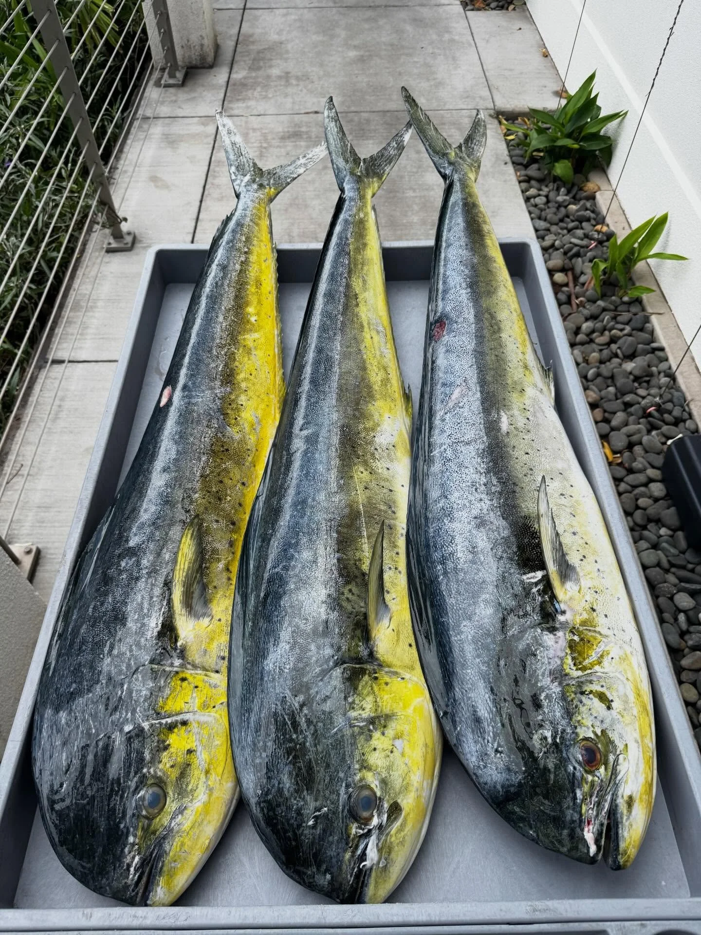 When captian @chimo_shippwreck calls, you know it&rsquo;s going to be good. Beautiful Mahi mahi as fresh as it gets.