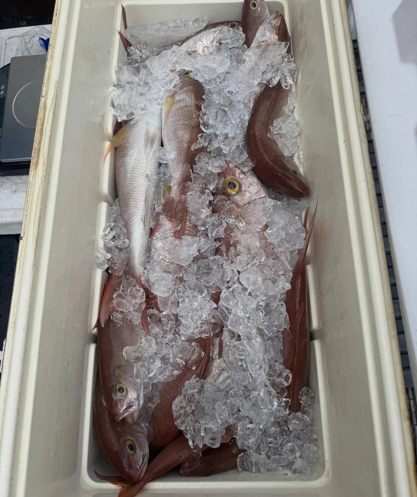 Fresh delivery of Opaka Opaka today @koastmaui Thanks mike!!!