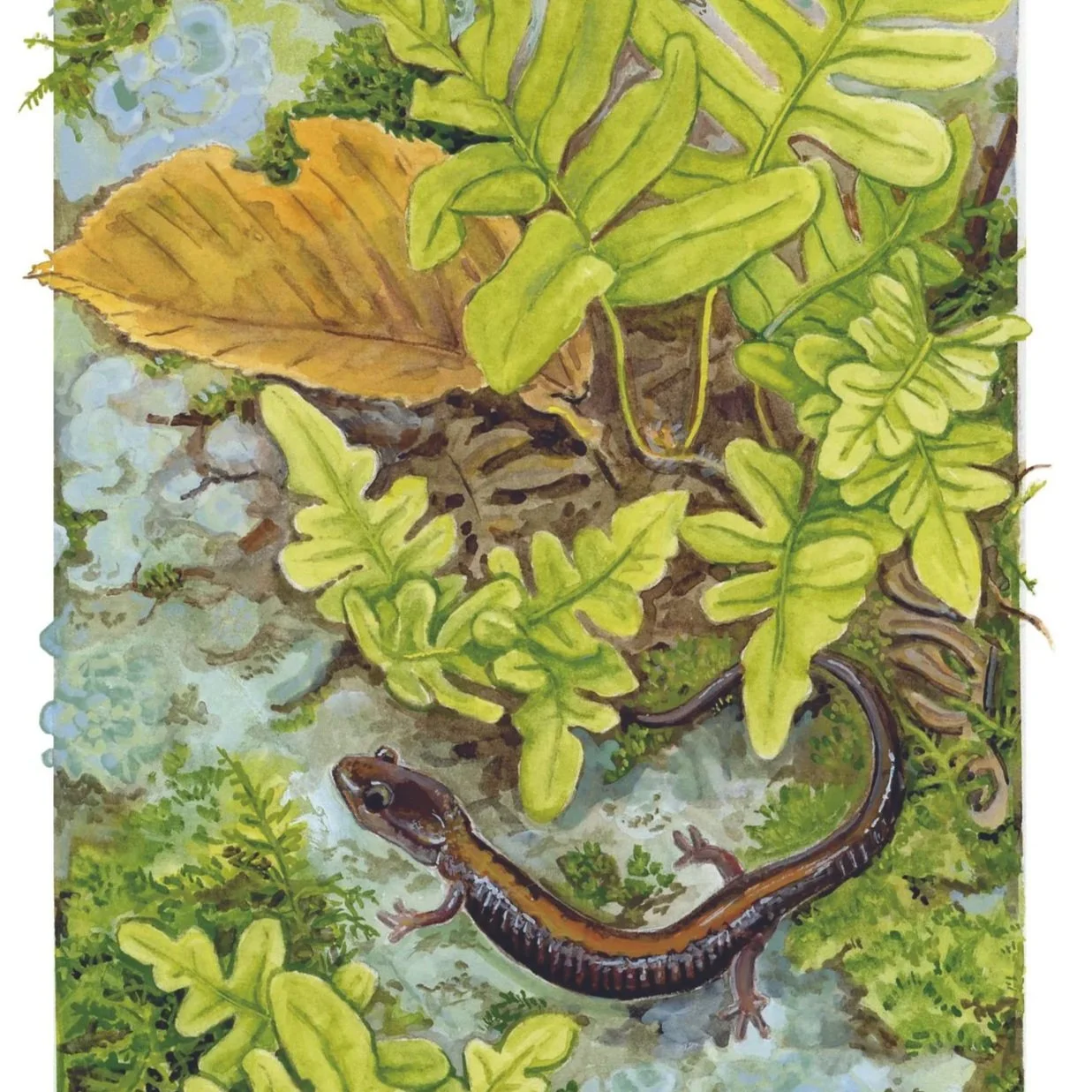SHENANDOAH SALAMANDER
