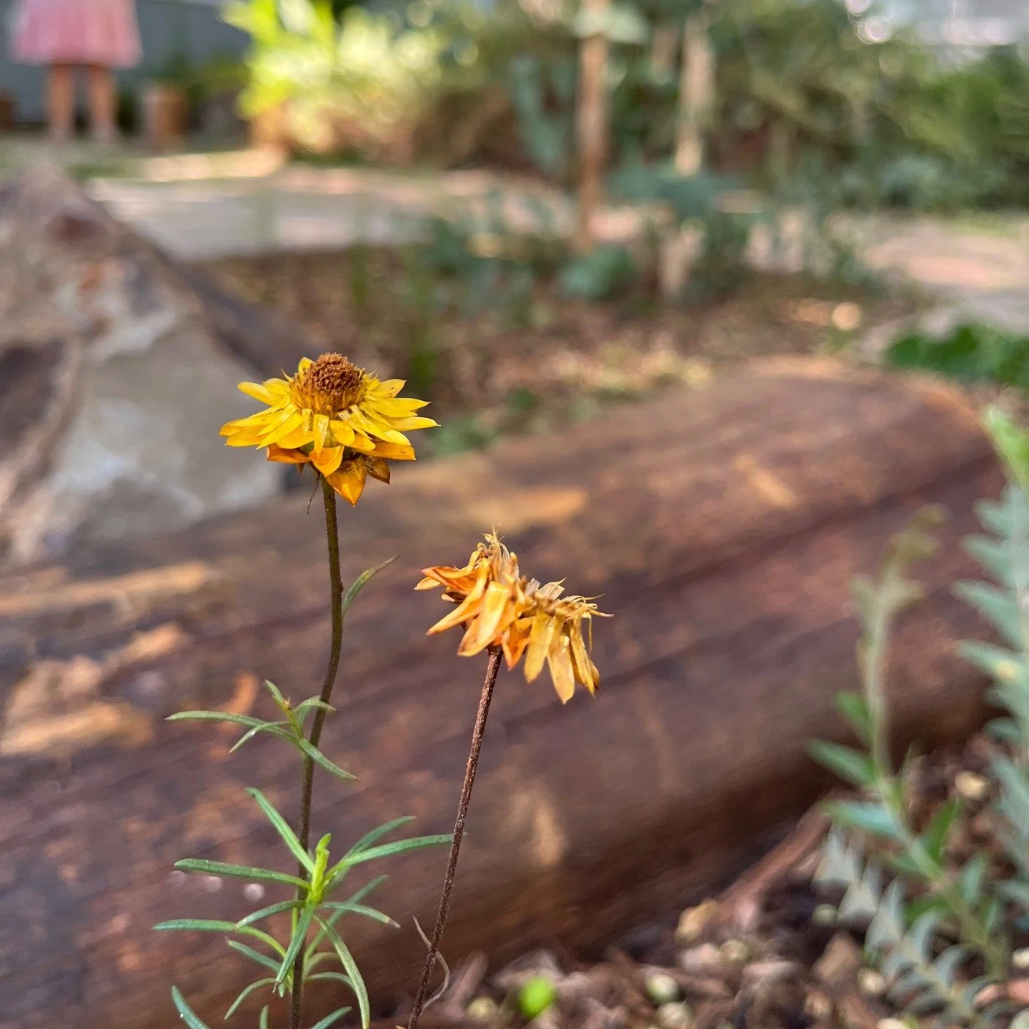 Just a sweet little moment in an inner city courtyard. 

This native Xerochrysum bracteatum, also known by many other lovely names such as Paper Daisy and Golden Everlasting, brings a burst of colour and playfulness to any space. 

Thanks to Whipbird