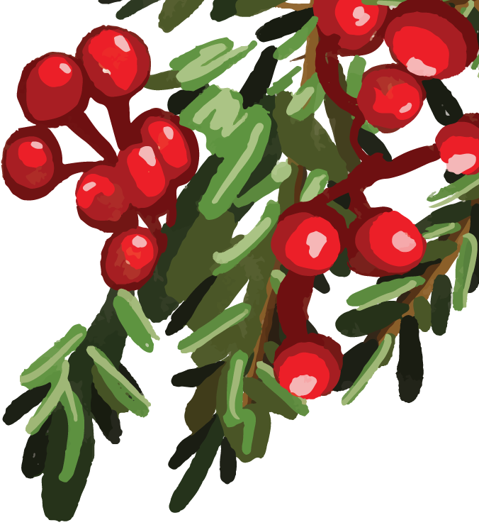 Close-up of red berries on a holly branch with green leaves.