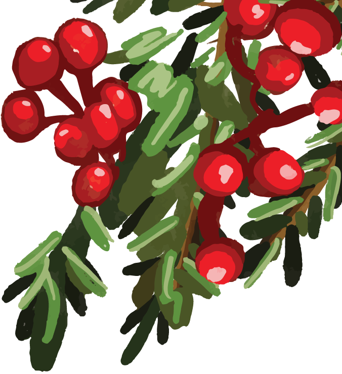 Illustration of red berries on green foliage, resembling holly or similar plants.