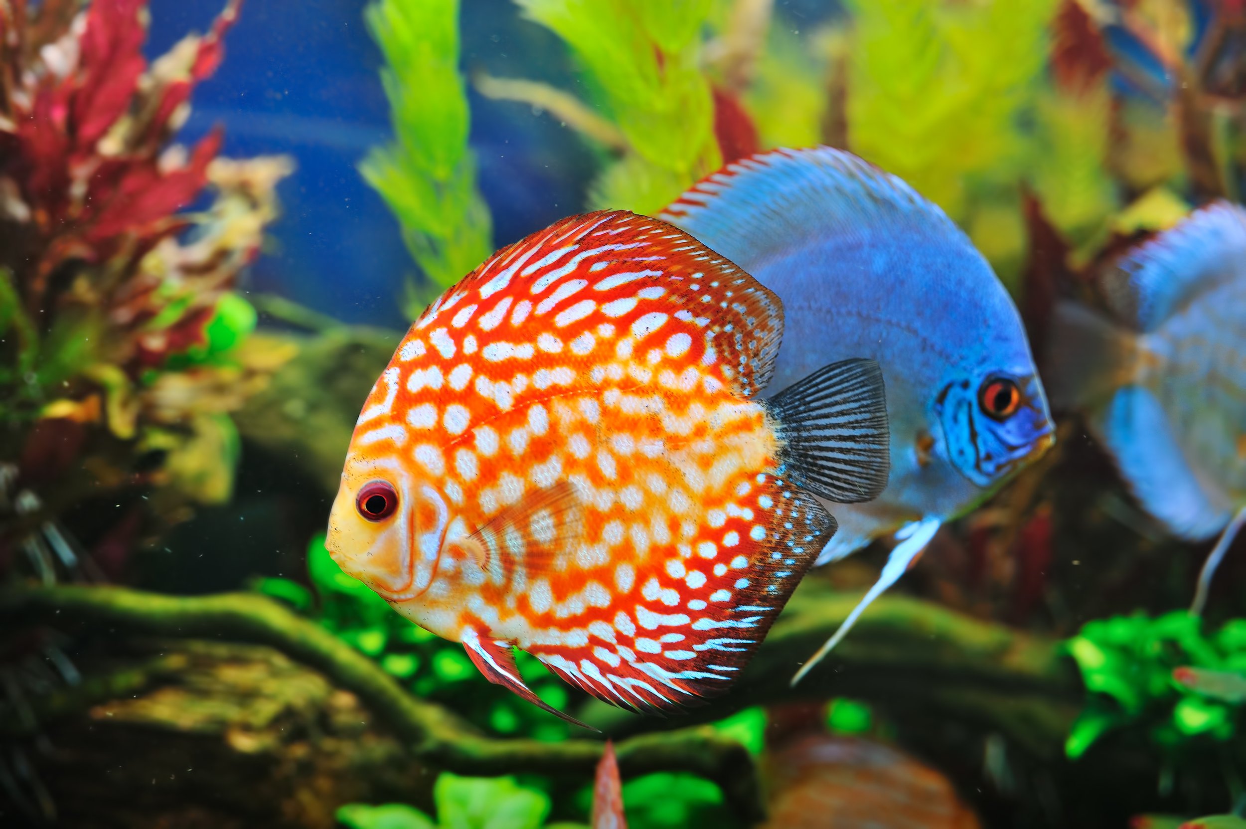 March’s Featured Fish: The Fickle Discus!