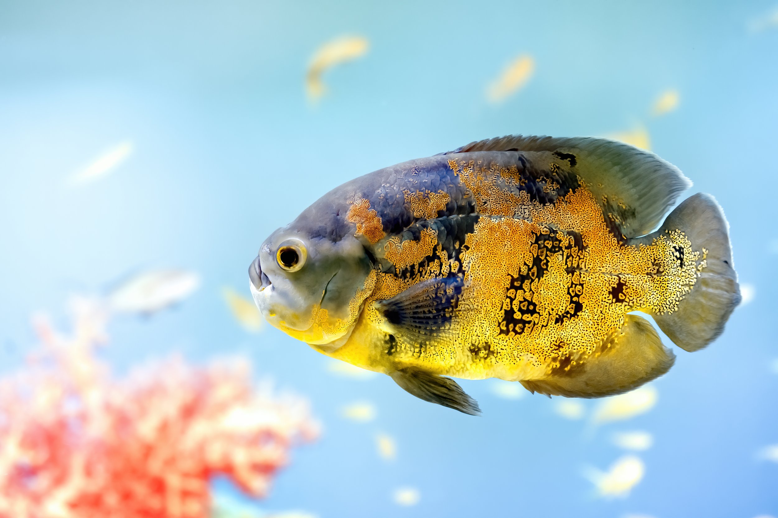 Oscar Is No April Fool’s Joke | Fish of the Month
