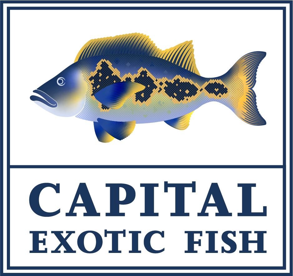 Capital Exotic Fish | Washington’s Home for Specialty Fish, Tanks and Supplies