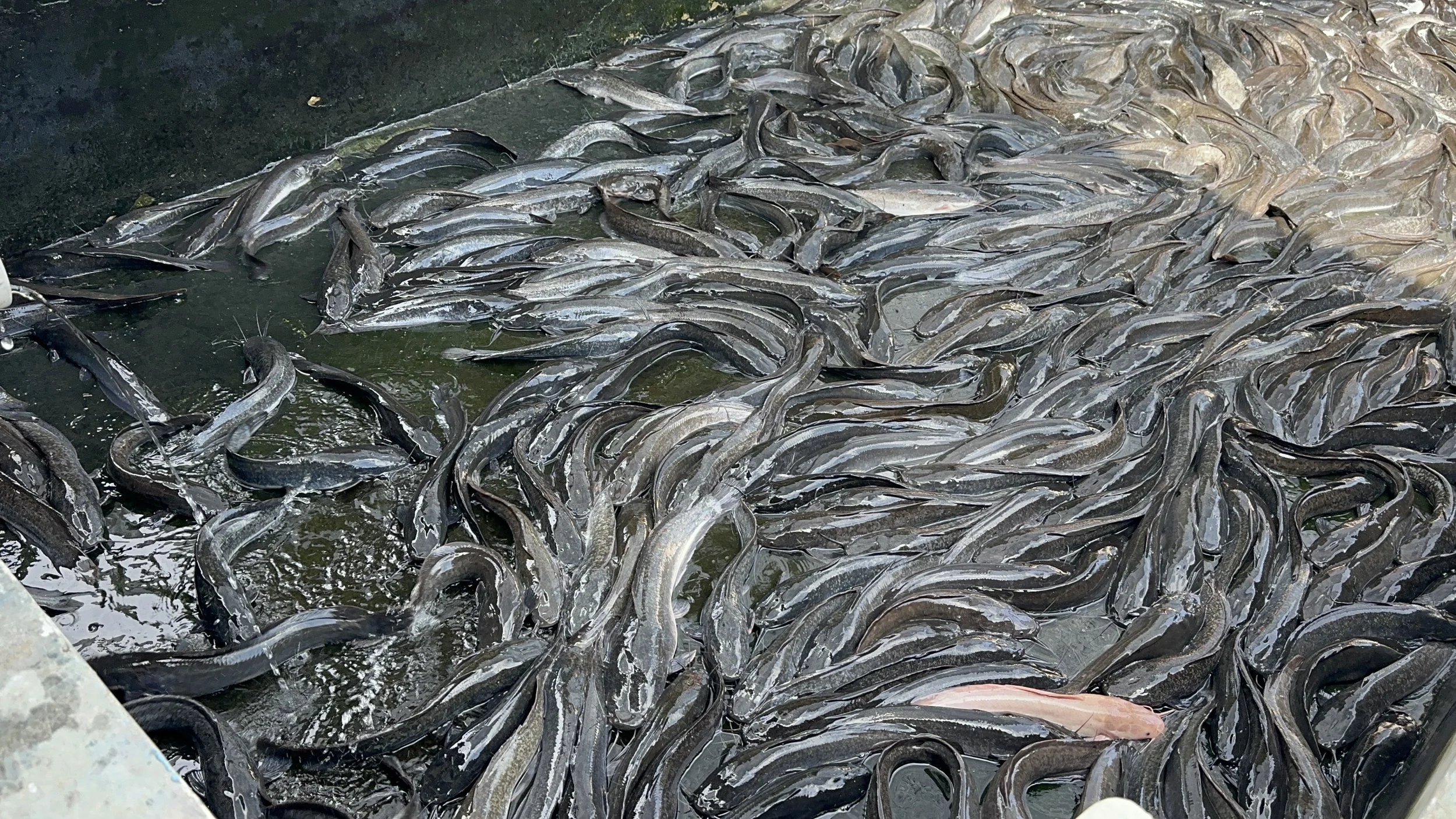 Sentani Fish Farm