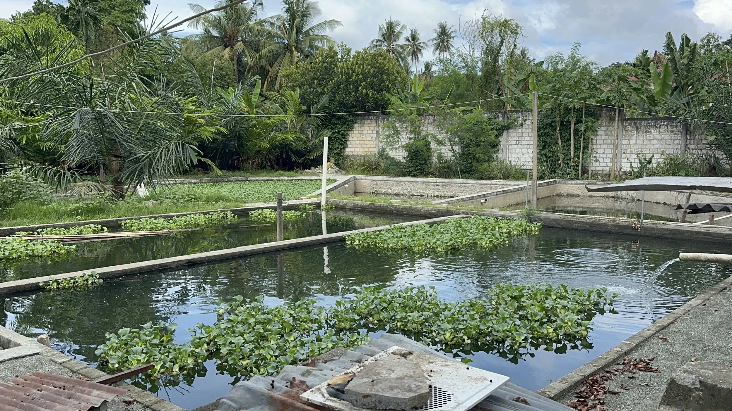 Sentani Fish Farm
