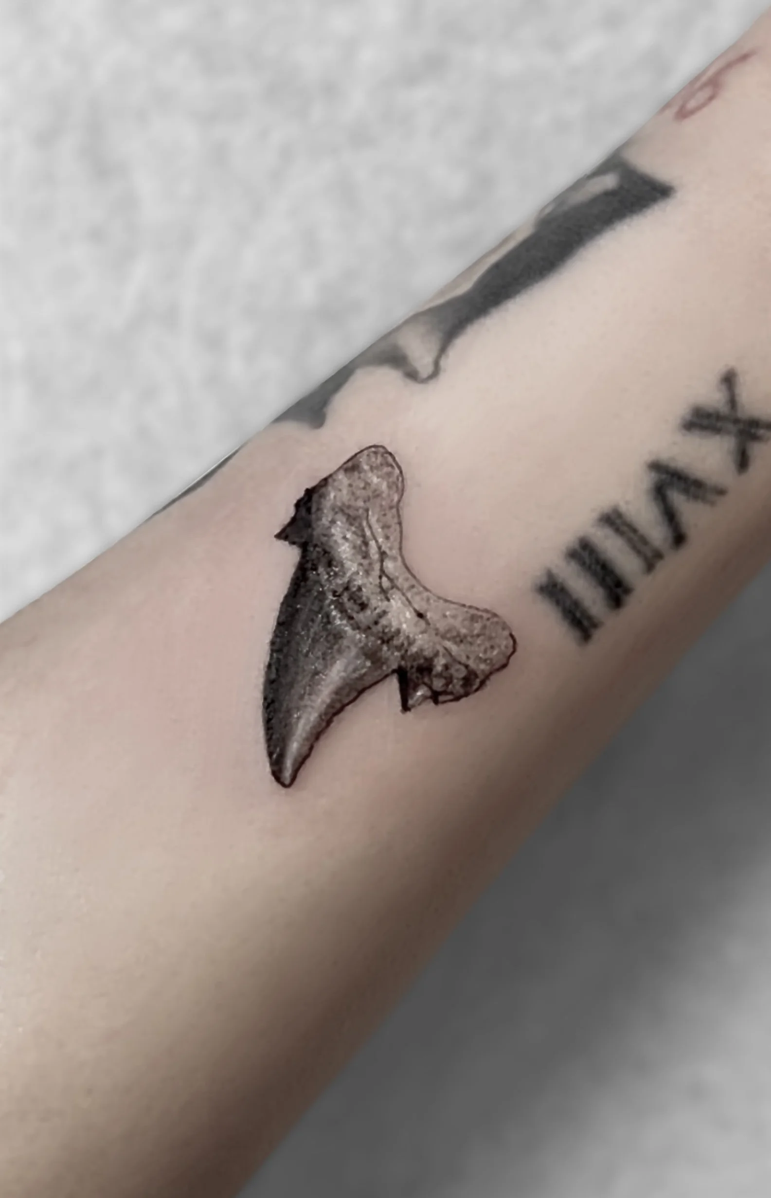 Shark Tooth