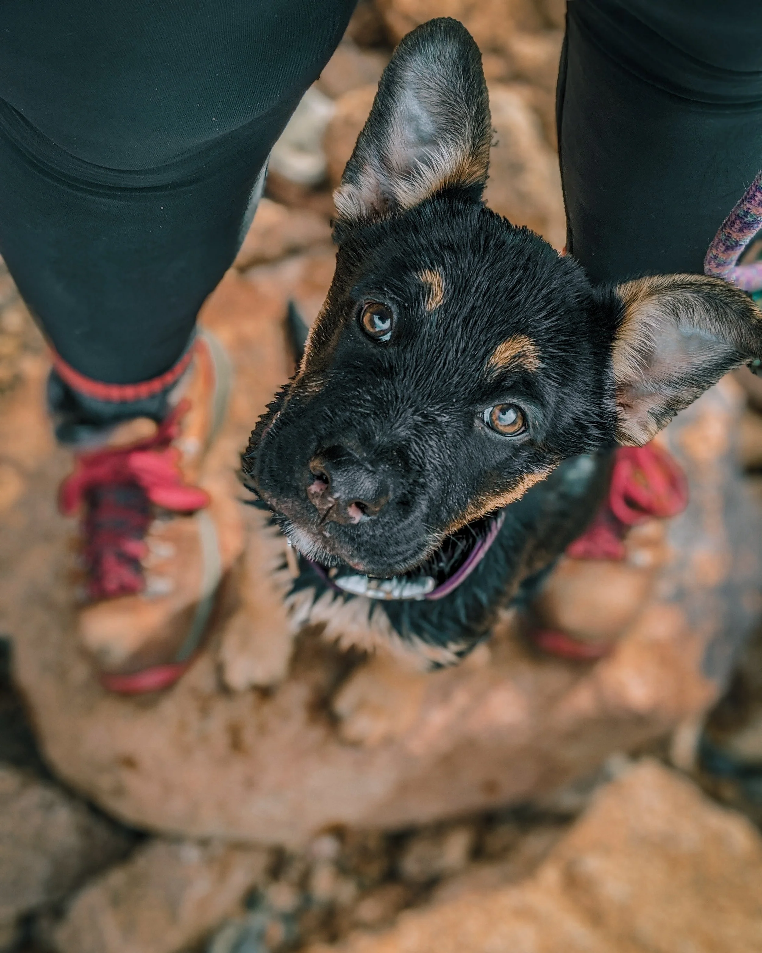 Dirt Road Dogs Boarding, Daycare and Training