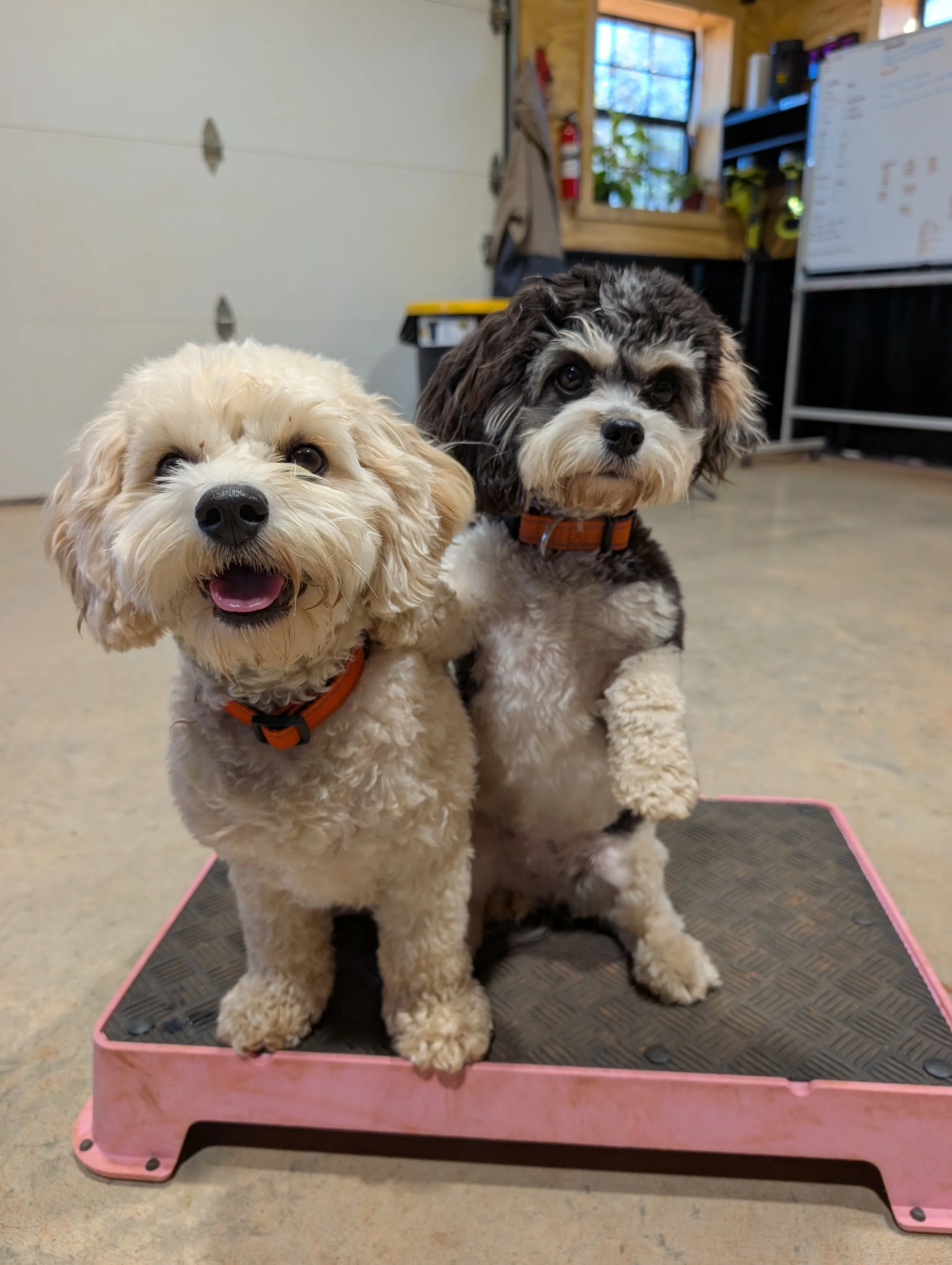 Two small dogs, one with white curly fur and the other with black and white fur, standing on a pink grooming pad inside a grooming room, looking at the camera.