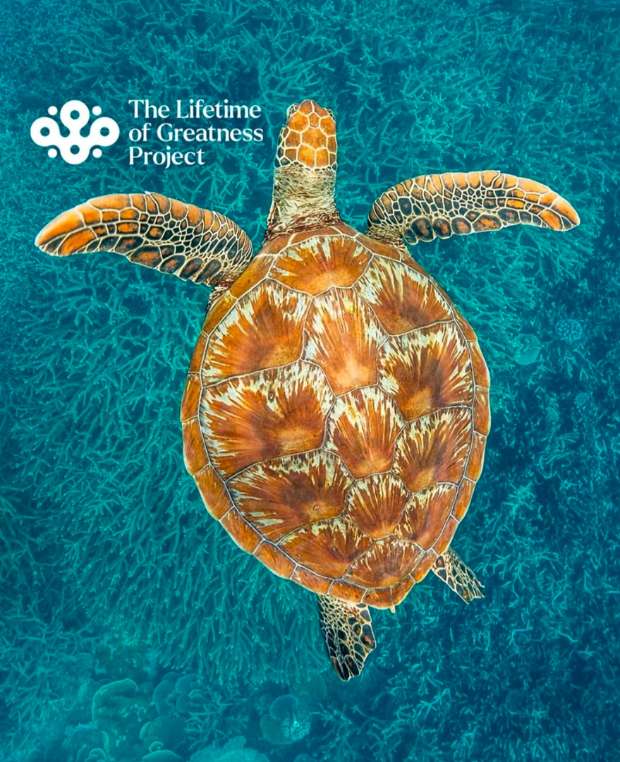 Tourism Tropical North Queensland: End-to-End Campaign Management
