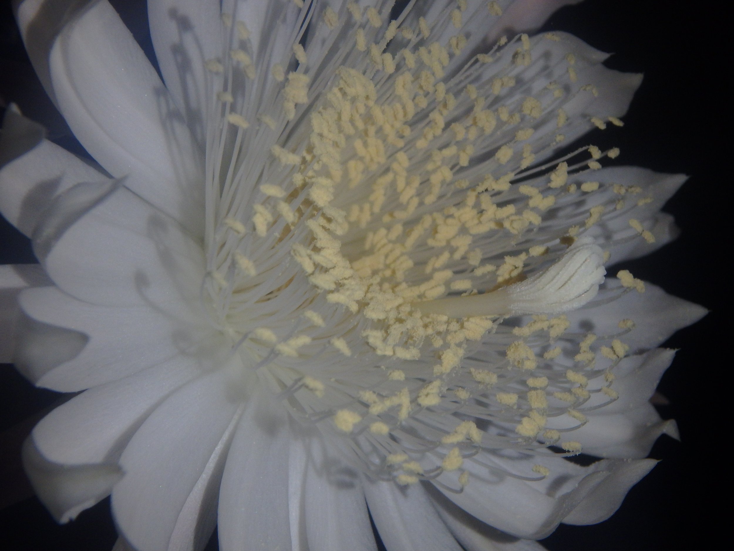 Queen of the Night