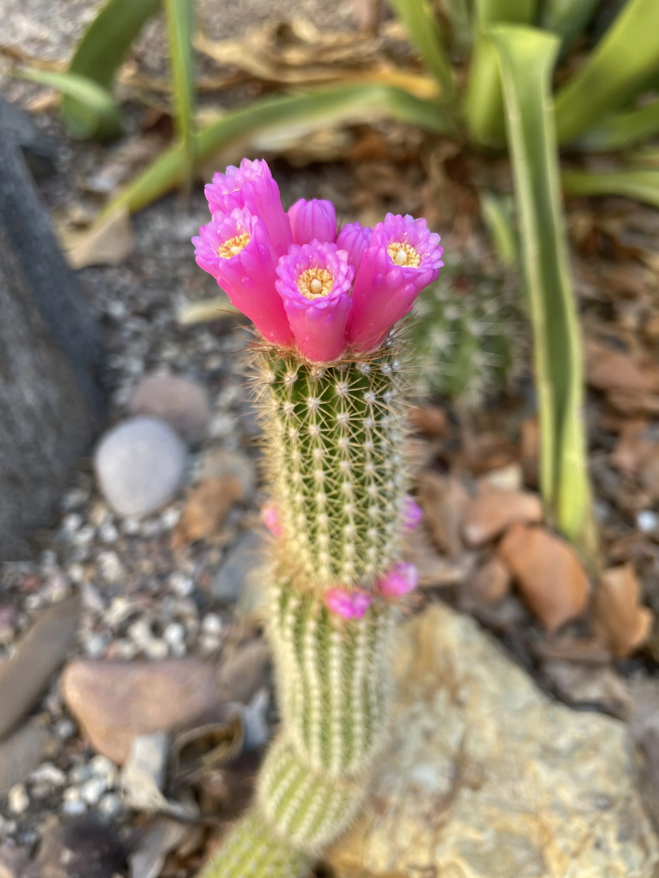 Arrojadoa horstiana cactus with small spines and pretty tubular flowers.