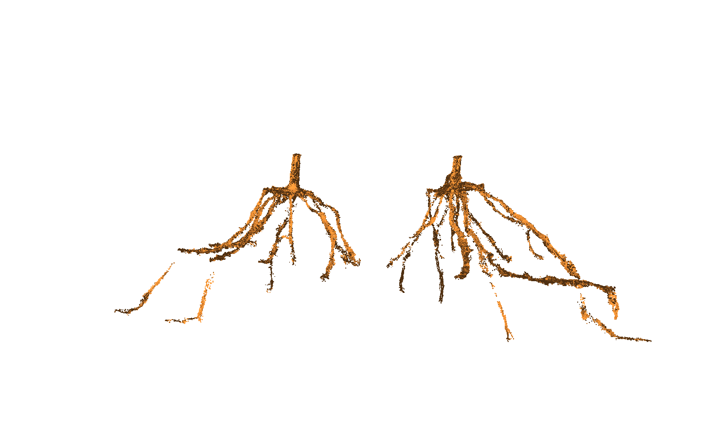 Two root systems that have been scanned