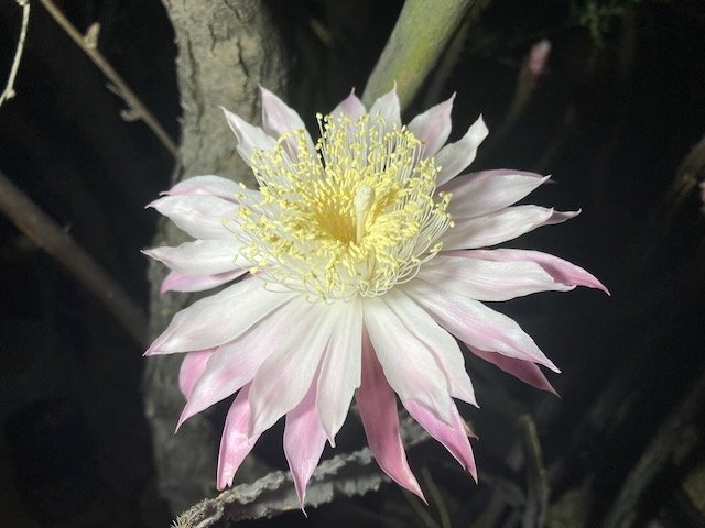 Queen of the Night