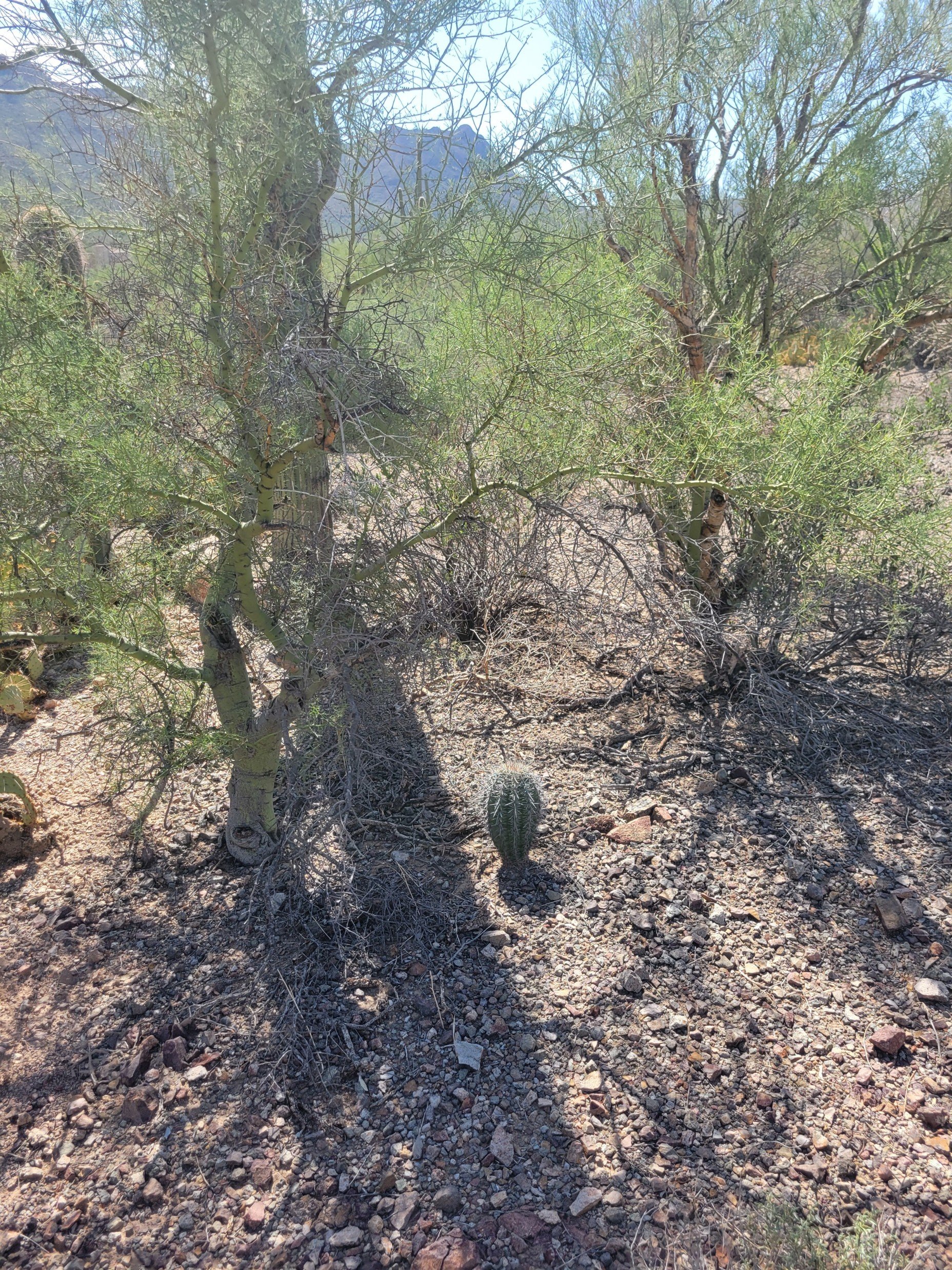 Image showing pristine untouched desert with a baby saguaro in foreground.