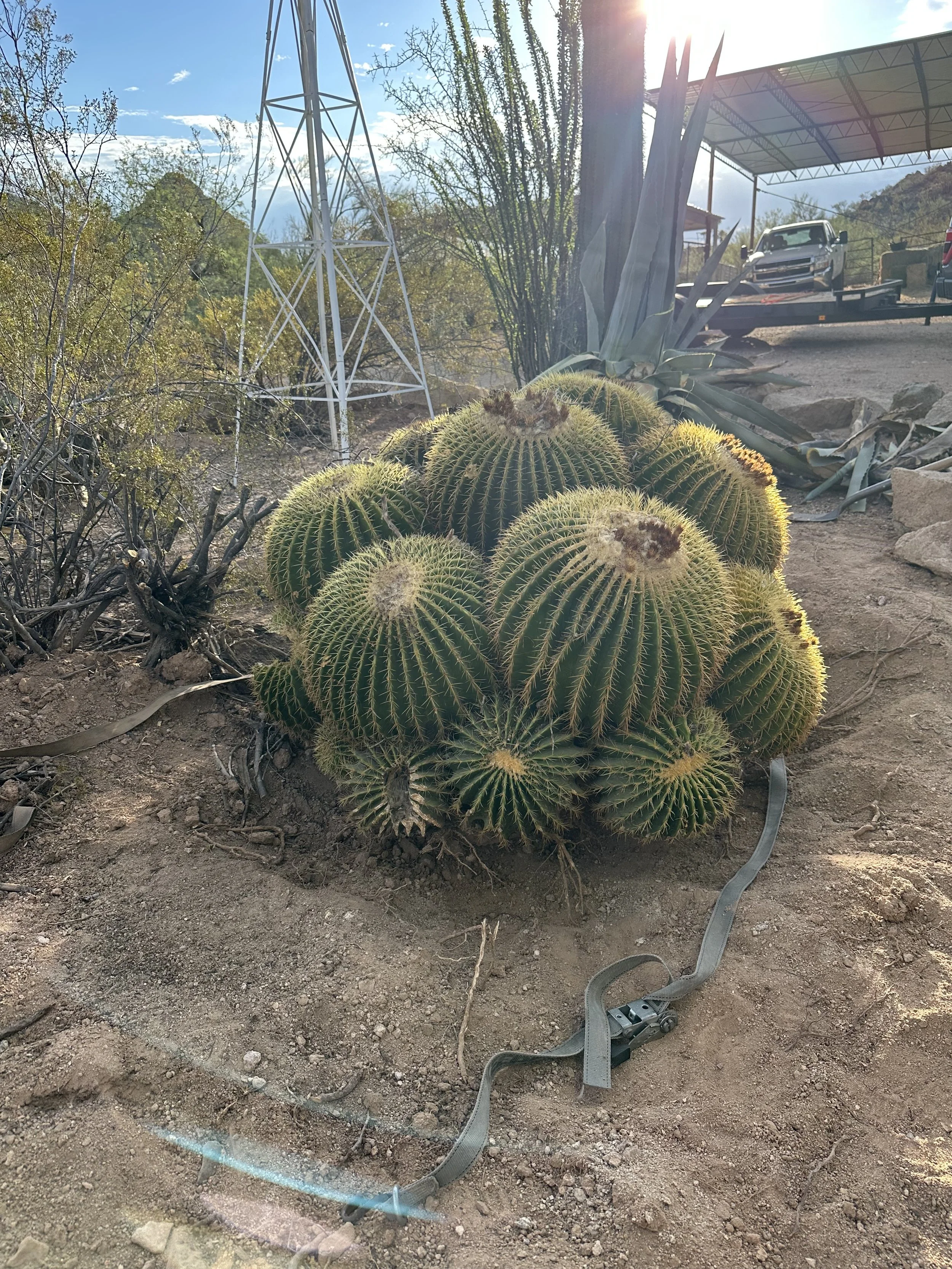 Echinocactus grusonii 'Golden Barrel'