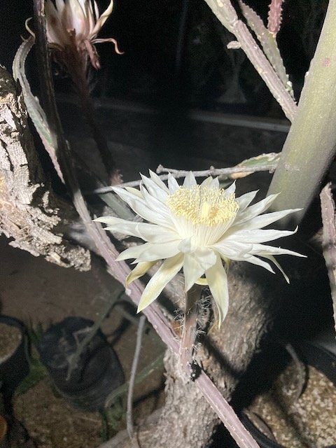Queen of the Night