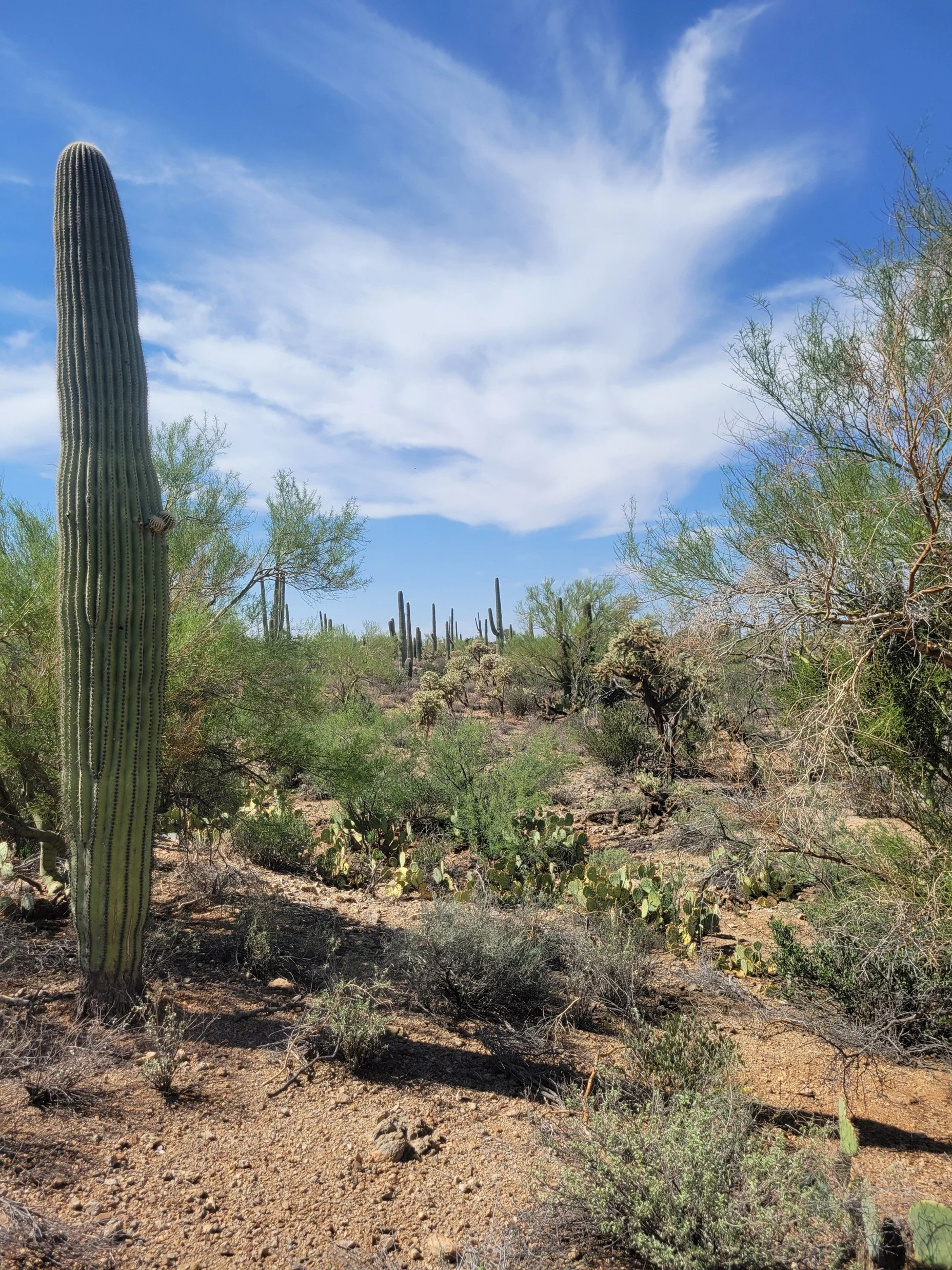 Photo showing area of pristine desert with large saguaro spear in foreground and many cactus in background.