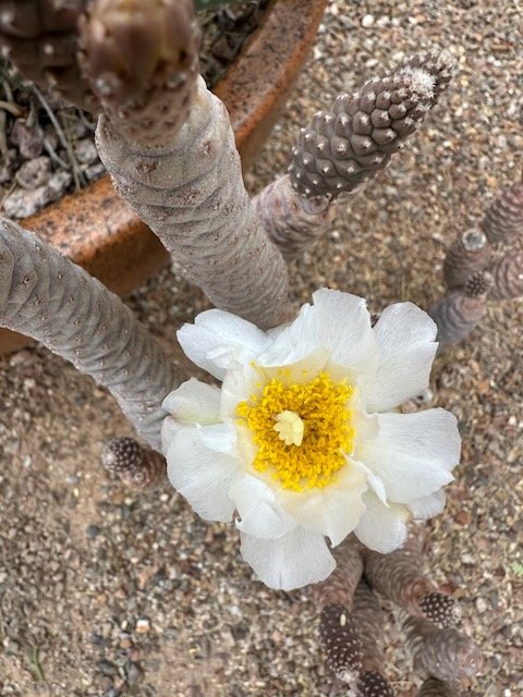 Tephrocactus
