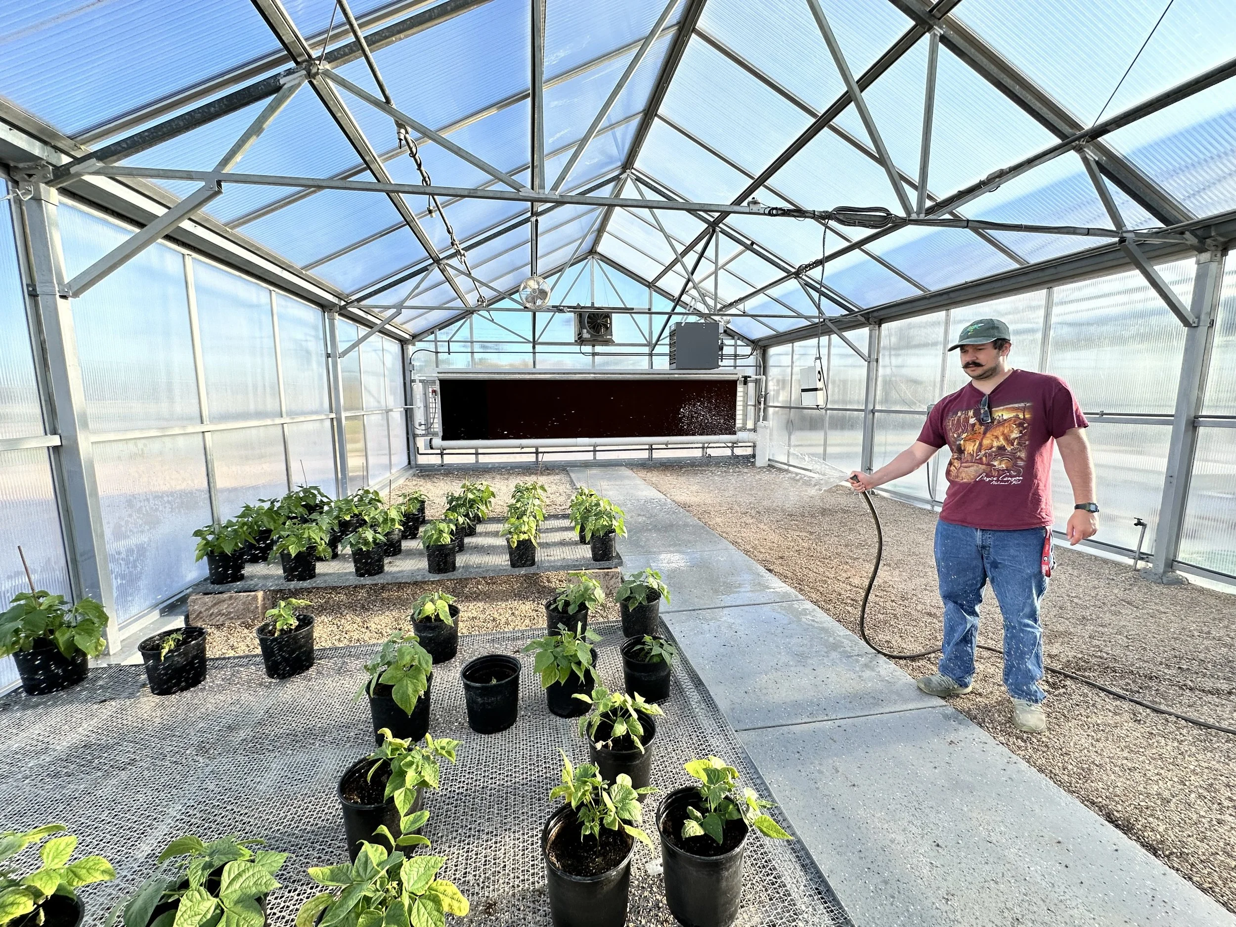 William LaVoy watering some plants in a green house.
