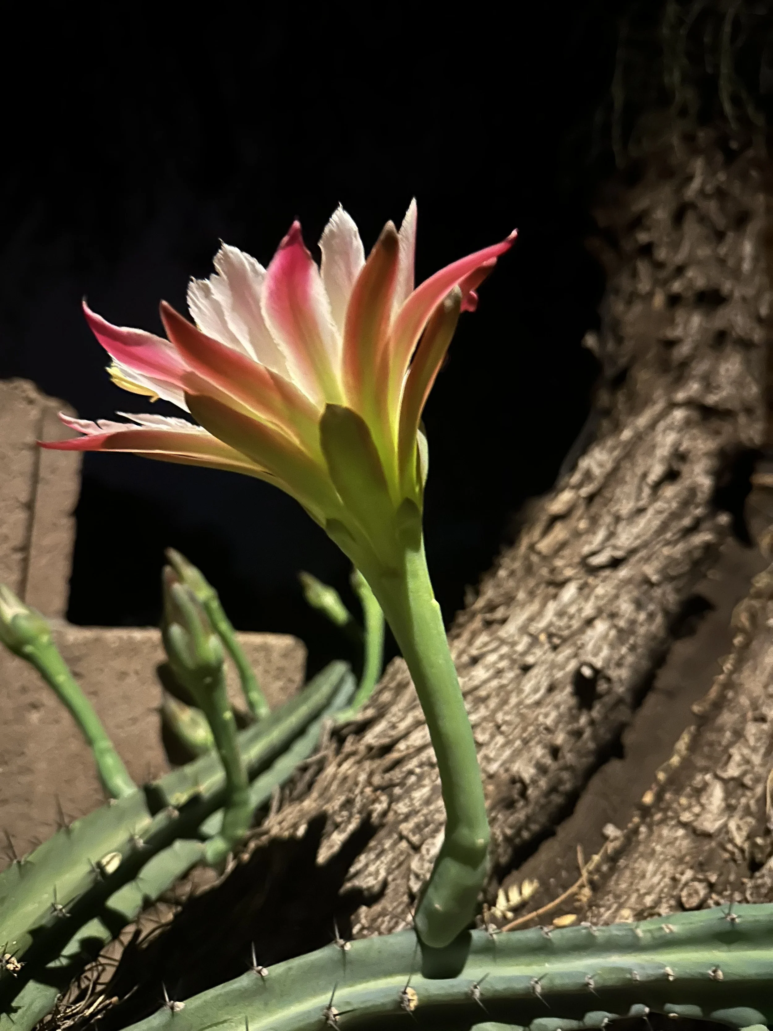 Night bloom