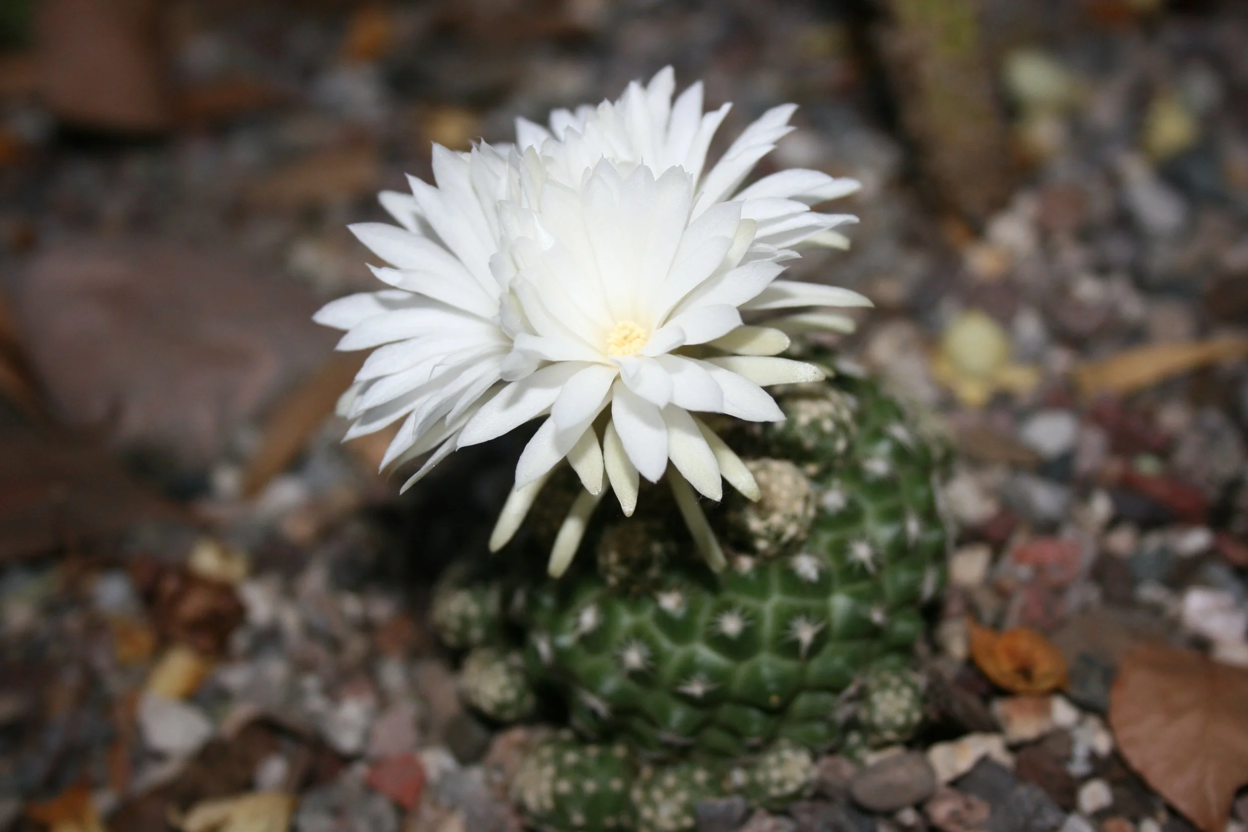 A cactus with very small spines and a feathery flower with lots of petals.