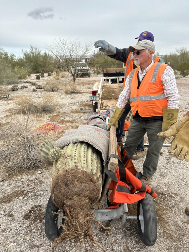 Mar 15 2025 Arrived at Pima Prickly Park and loaded onto cart for replanting.