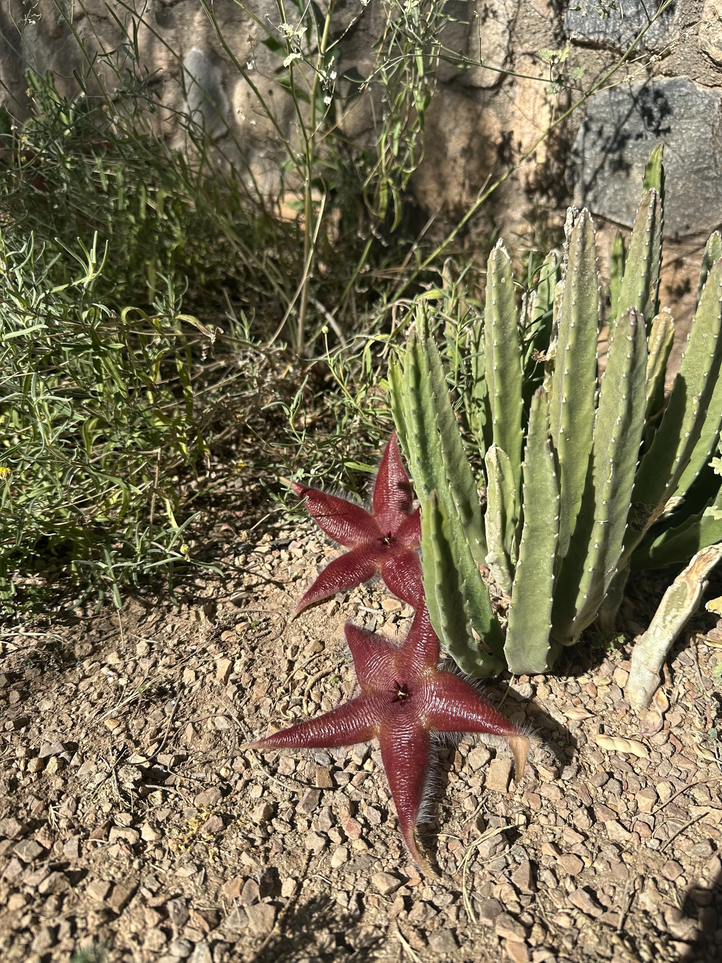 Stapeliad