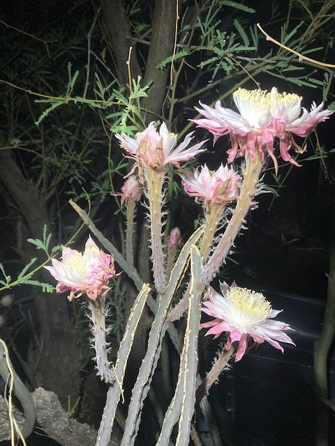 Queen of the Night