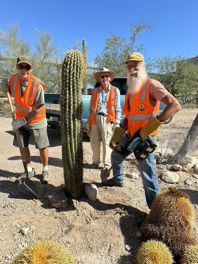 A team of conservationists carefully replanting a rescued cactus in its natural habitat