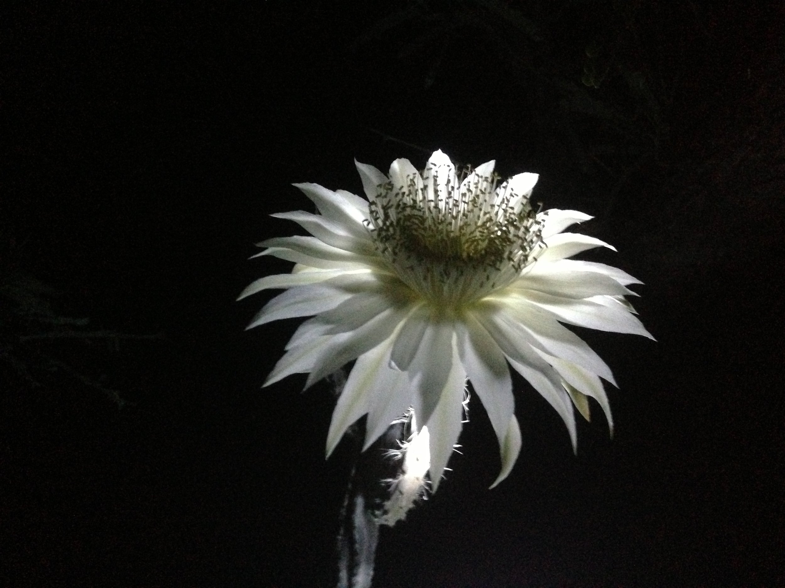 Queen of the Night