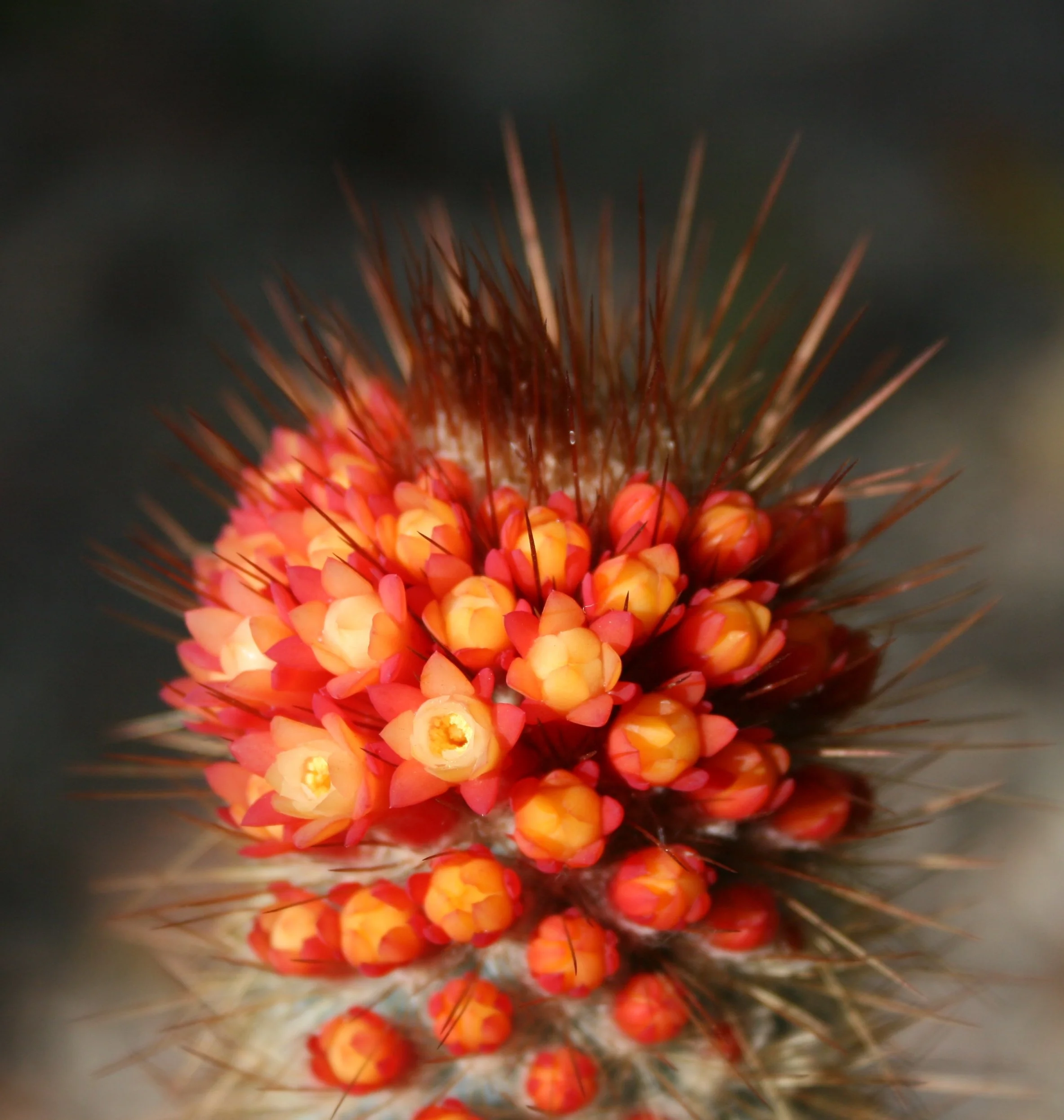 A cactus with long spines with a grouping of flowers in a spiral pattern.