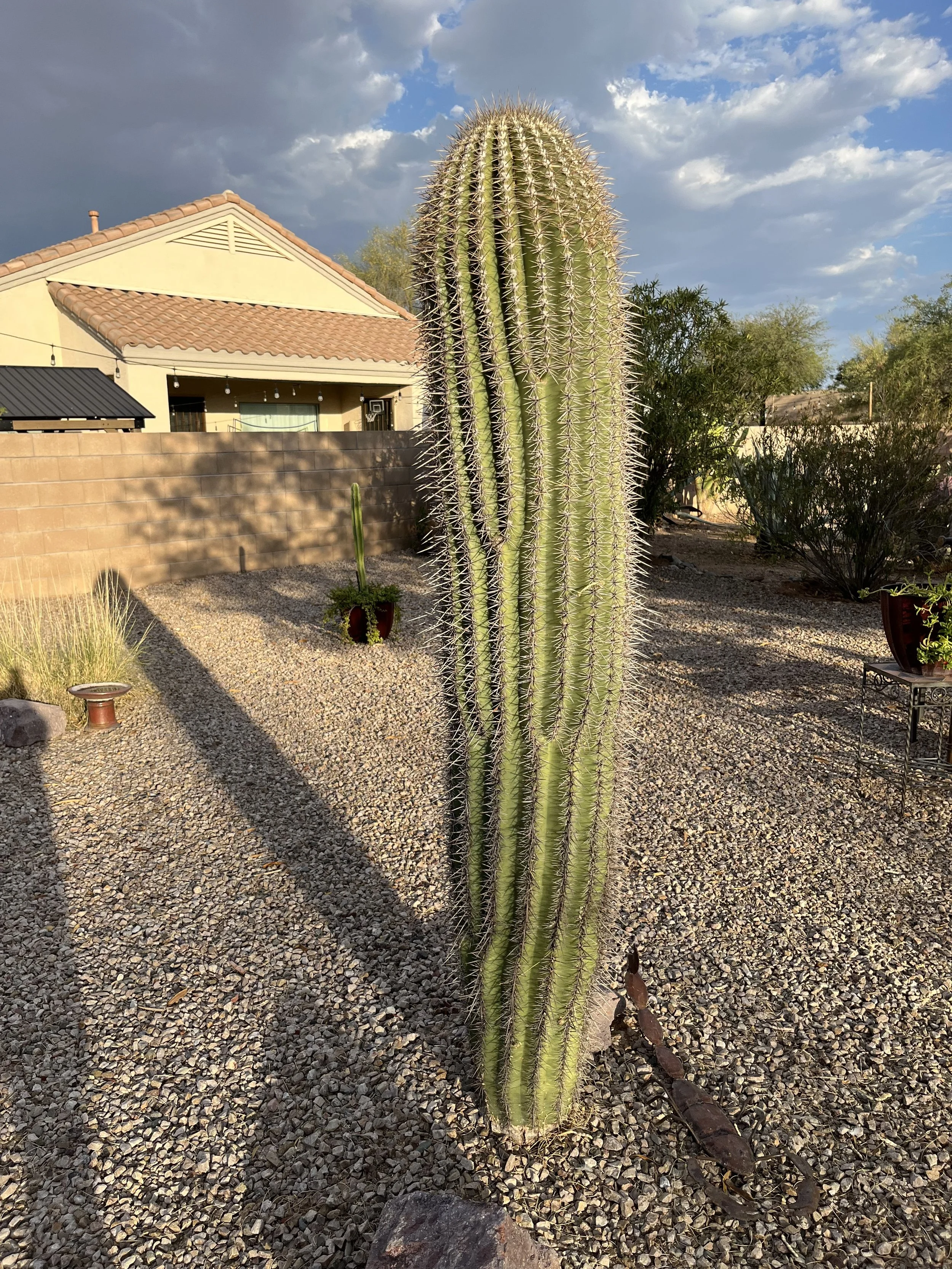 Saguaro