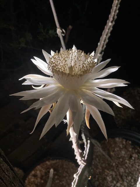 Queen of the Night