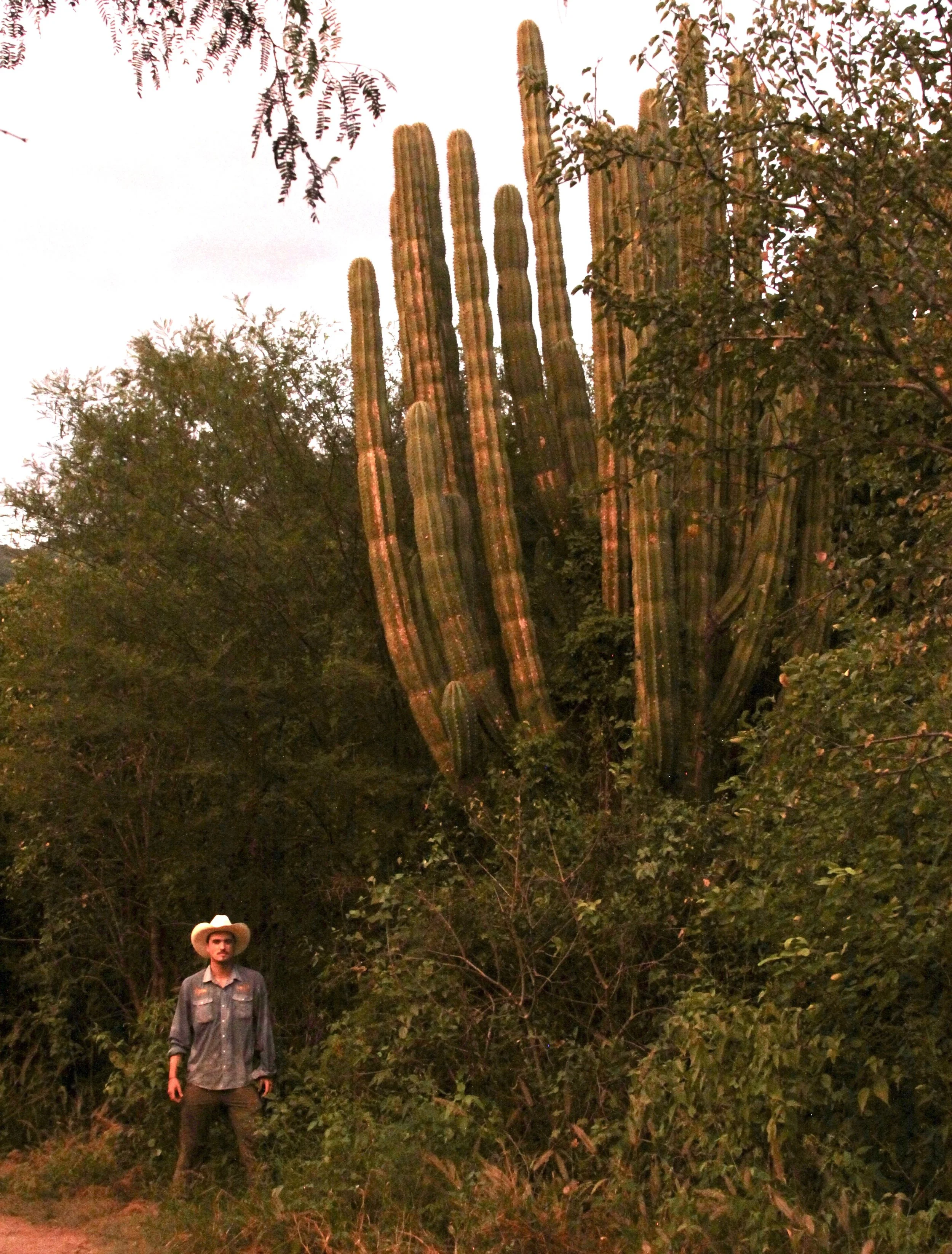 Meetings  Tucson Cactus and Succulent Society
