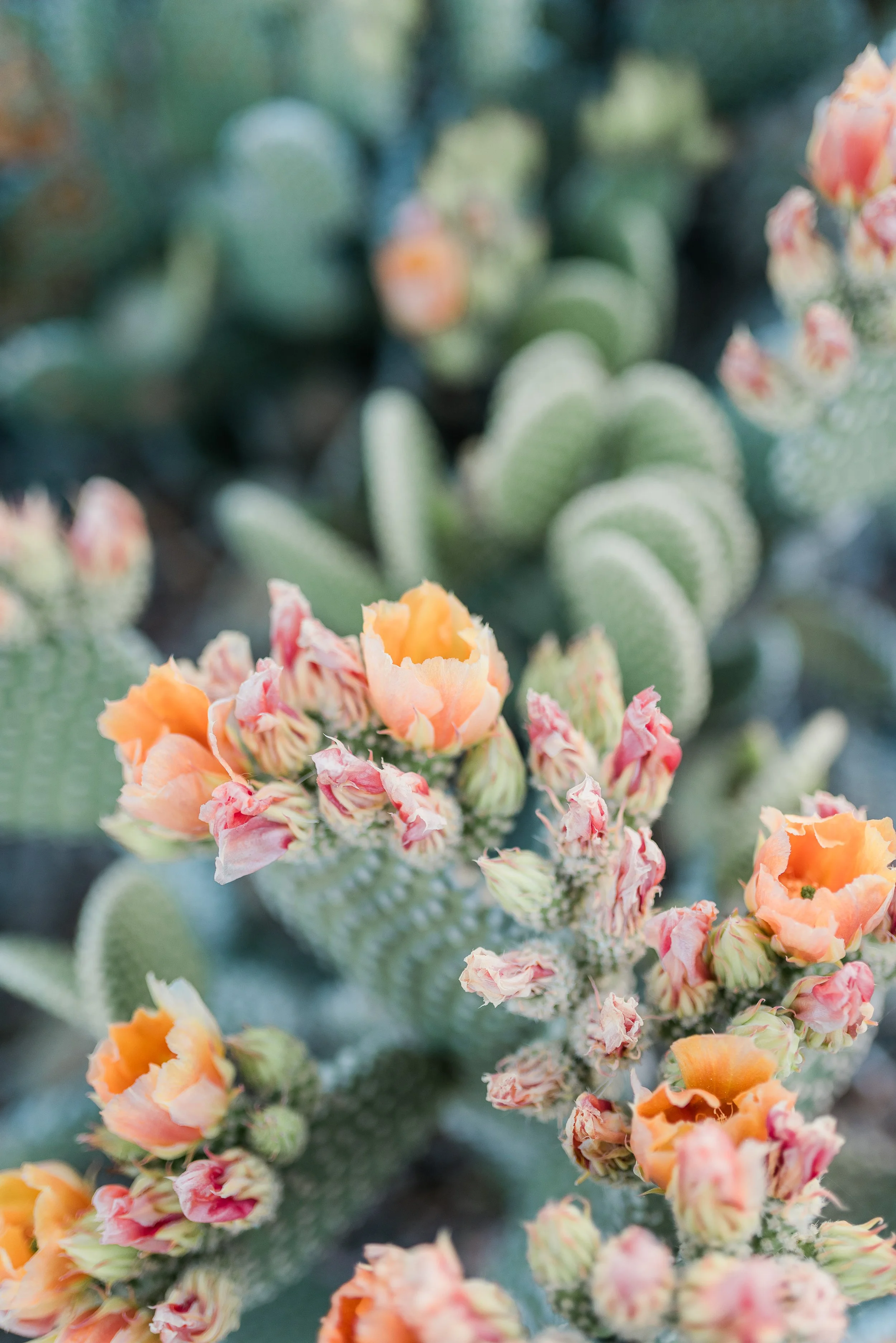 cactus-14.jpg
