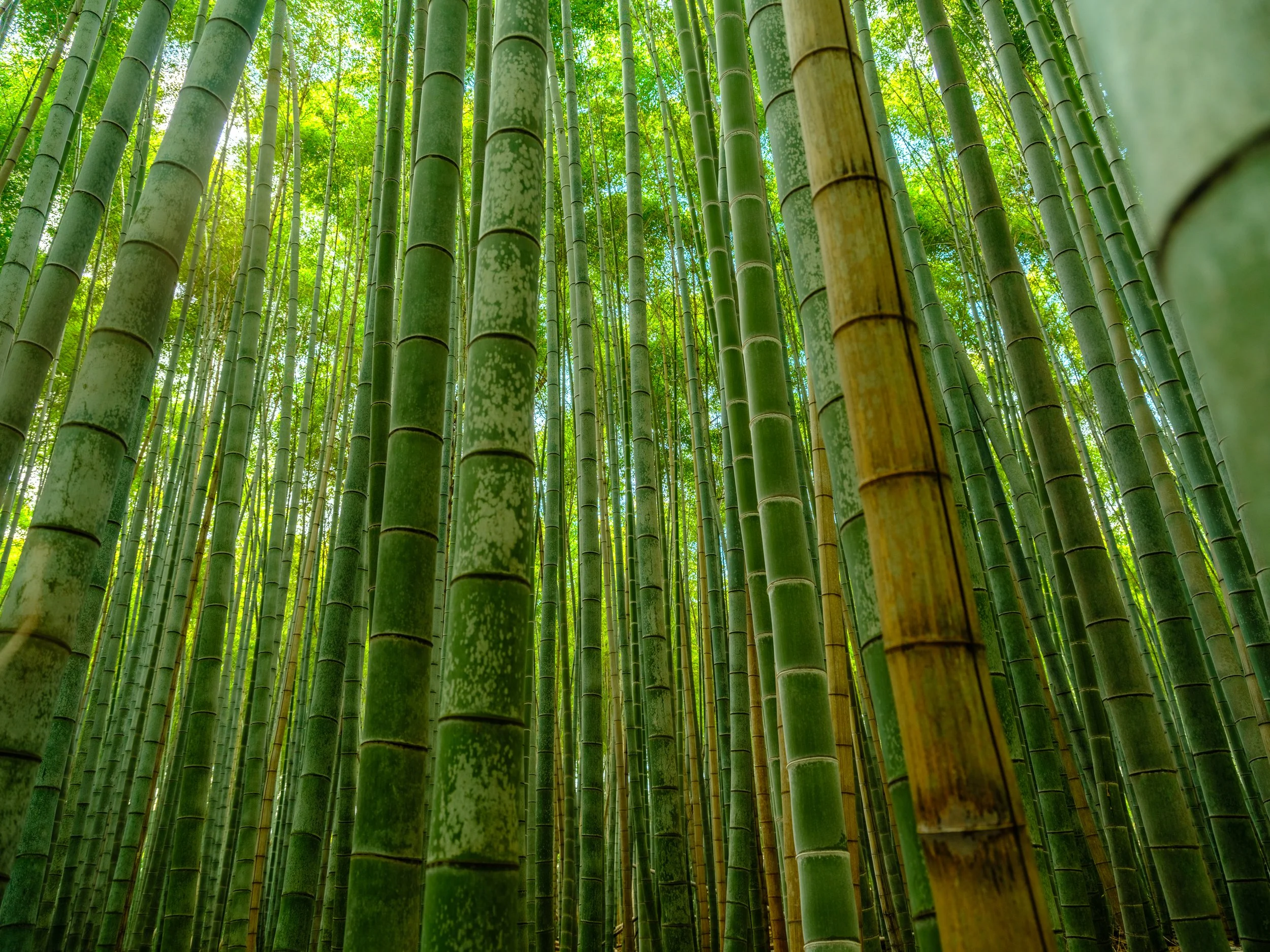 _DSF1293-HDR - Copy.jpg