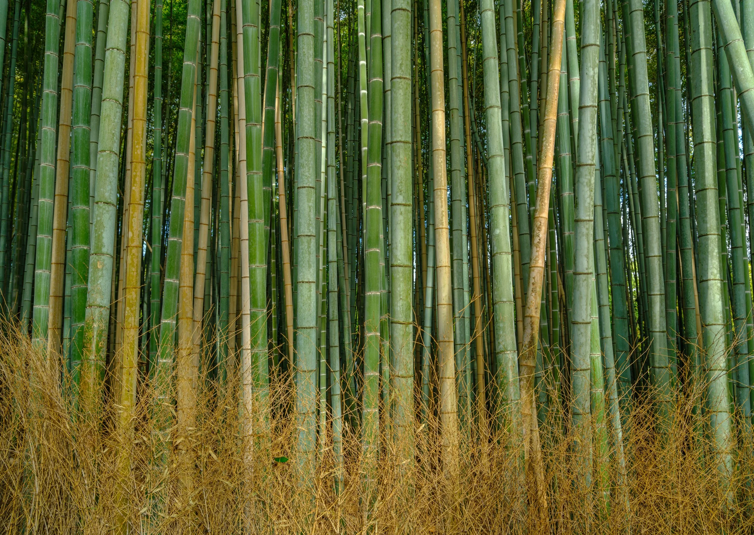 _DSF1321 - Copy - Copy.jpg