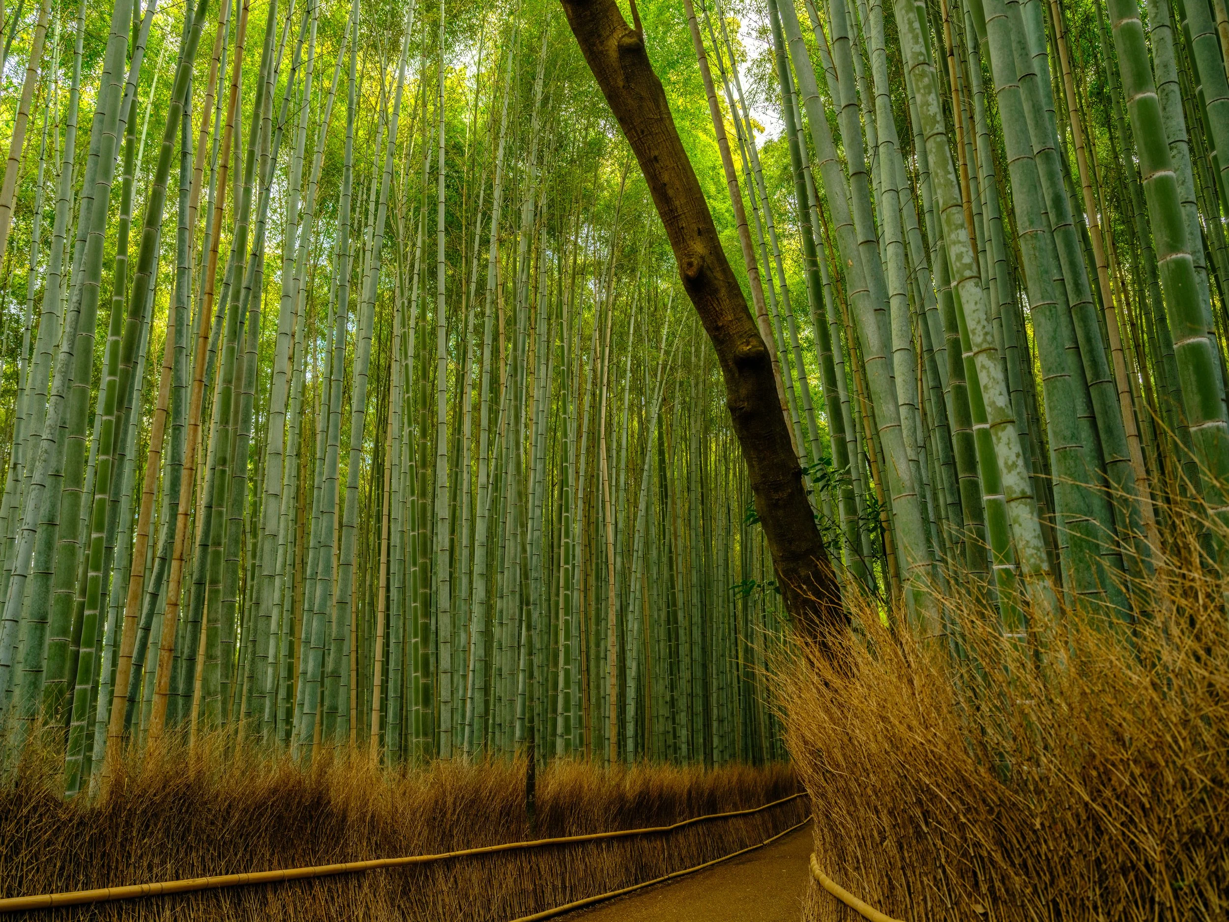 _DSF1260-HDR - Copy.jpg