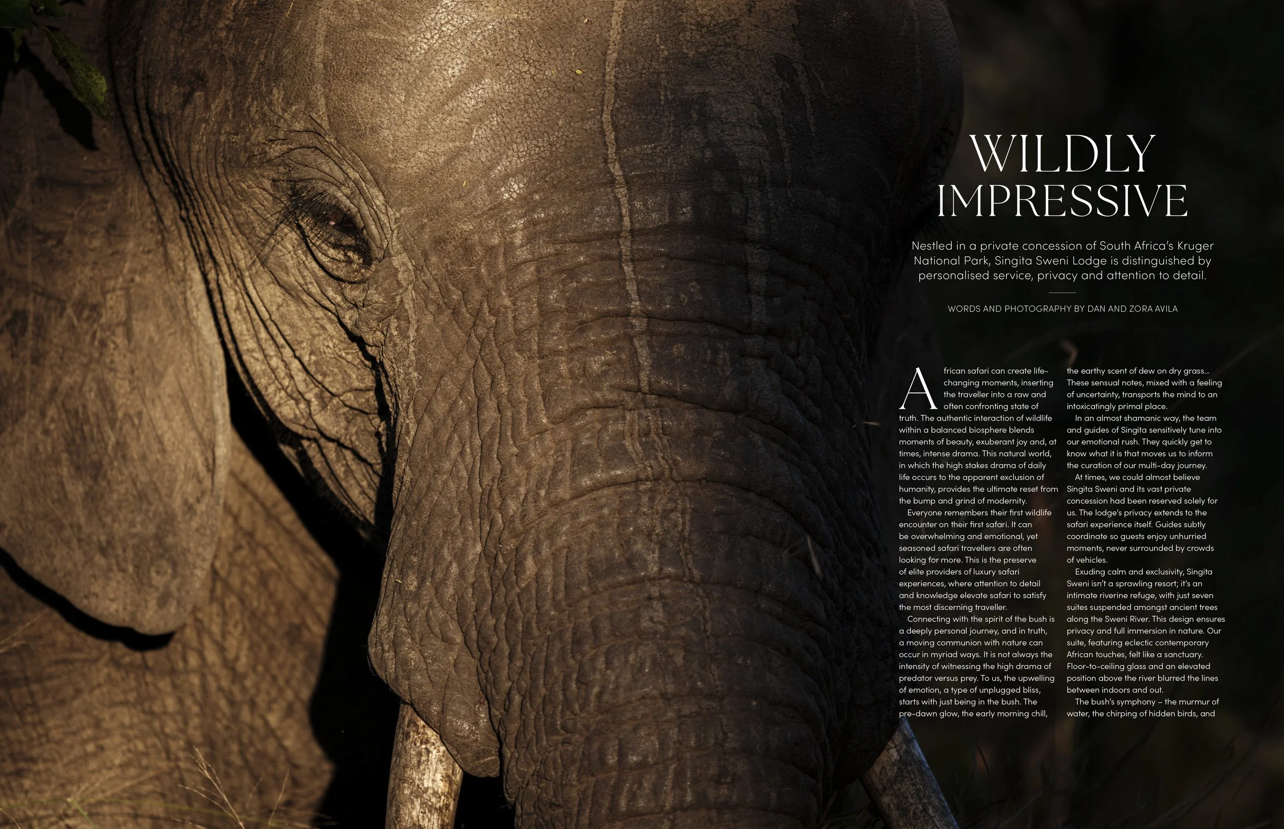 Bull elephant moving into light