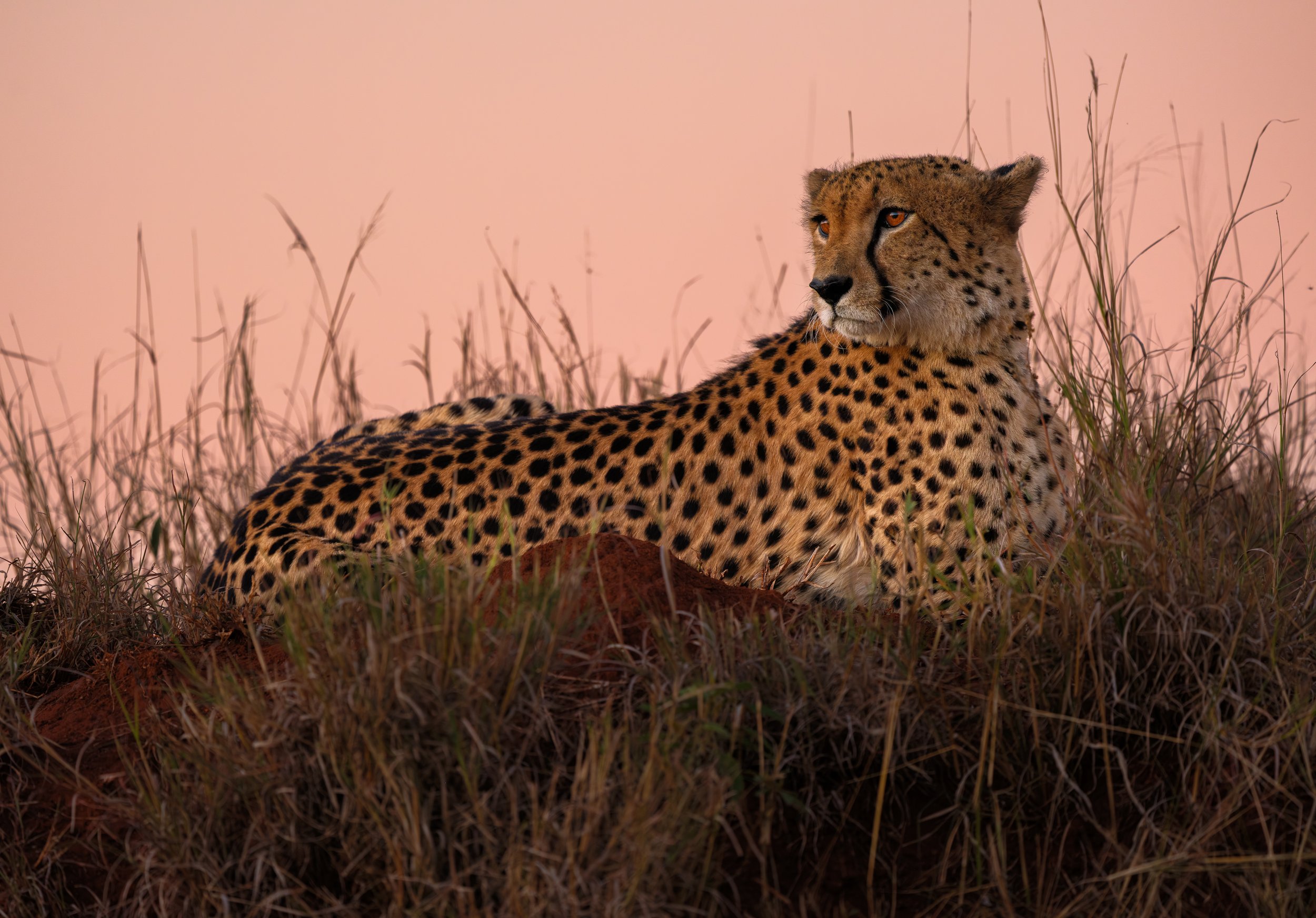 Lion Sands, South Africa